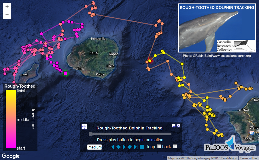 whale and dolphin tracker